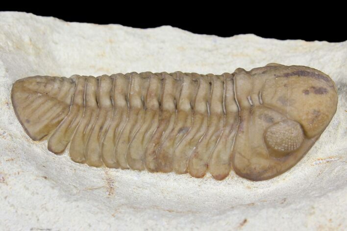 Detailed, Long Kainops Trilobite - Oklahoma #134217